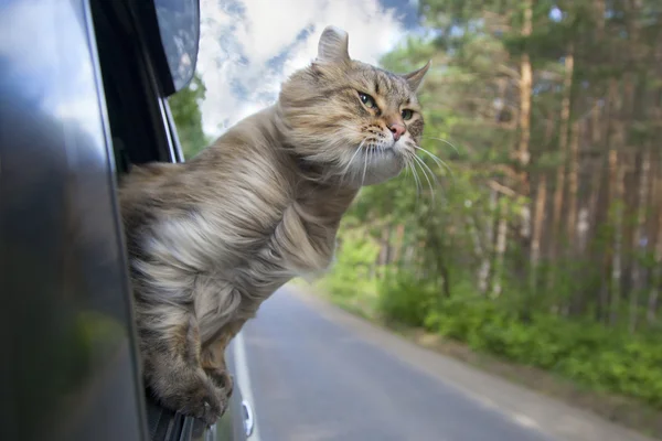  Hareketli araba pencereden kafa kedi