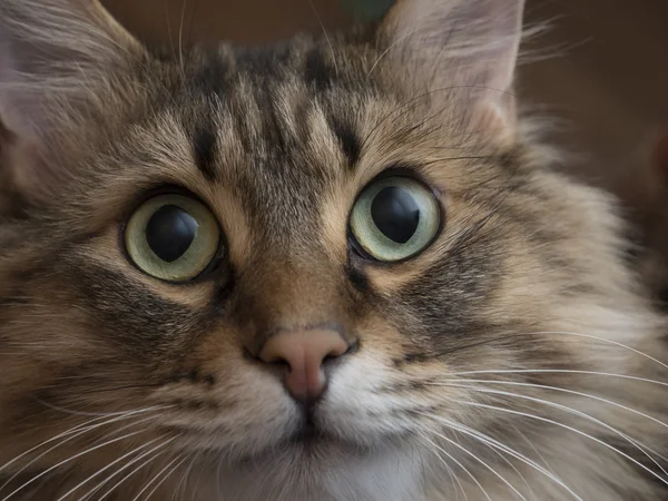 Retrato de un lindo primer plano de gato esponjoso — Foto de Stock