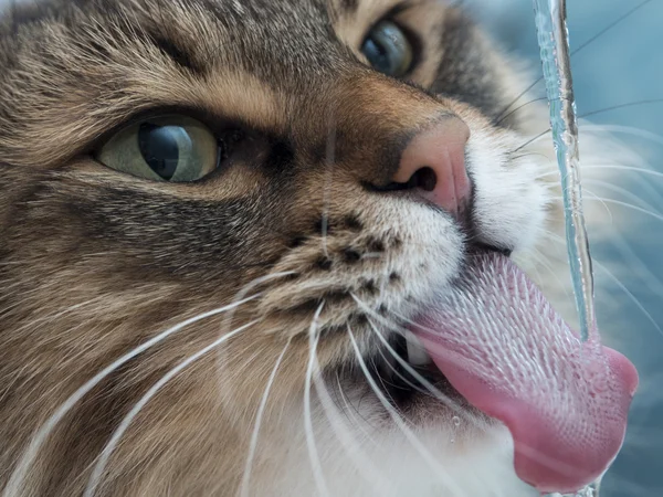 Komik kedi dişleri içme suyu banyo ile