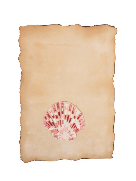 Eski kağıt ve beyaz bir arka plan üzerinde izole kabukları — Stok fotoğraf