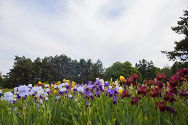çok renkli süsen çam ağacı çerçevede bir alan