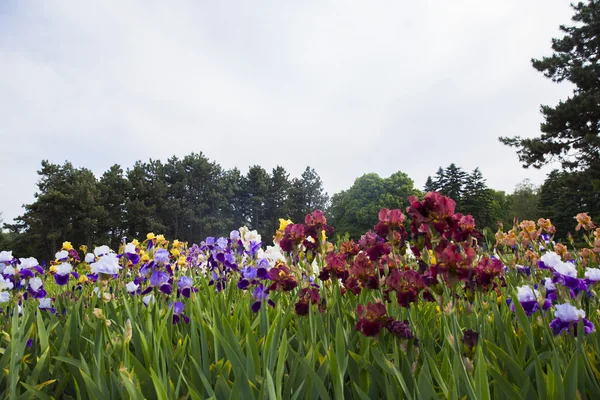 Beau champ iris sur un fond de pins par une journée nuageuse — Photo