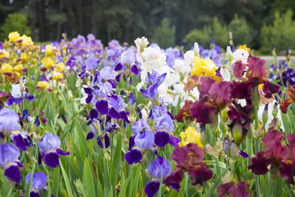 Beautiful purple, white, red and yellow irises on a background o — Stock Photo, Image