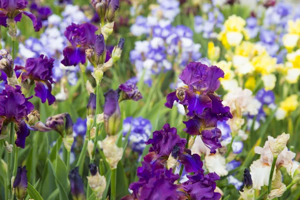 Beautiful white, purple and yellow irises — Stock Photo, Image