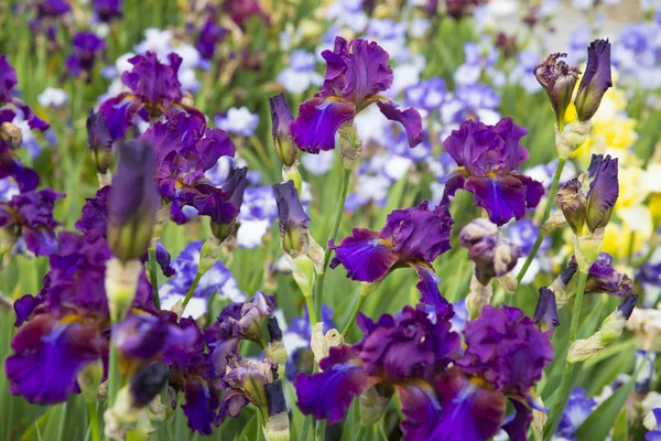 Piękne fioletowe irysy — Zdjęcie stockowe