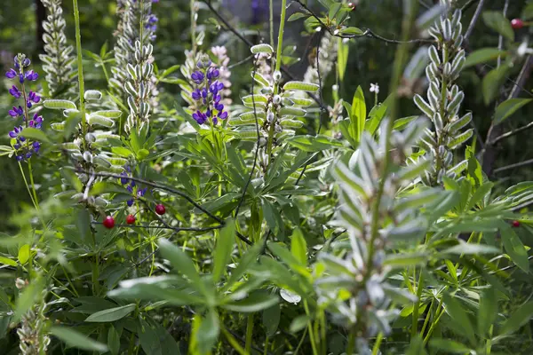 Fina lila blommor — Stockfoto