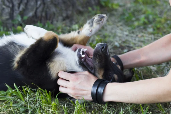 Chica cosquillas perrito y ella sonríe de placer — Foto de Stock