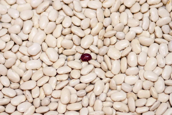 one mottled beans in the middle a plurality of white beans