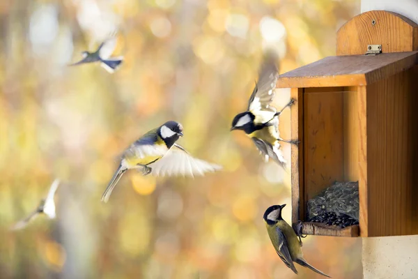 Plusieurs titmouses près d'une mangeoire en bois avec flux de soleil — Photo