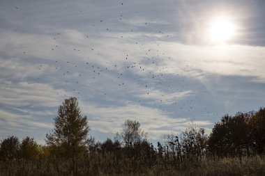bir orman ve kuş sürüsü yakın kalın çim çalılık