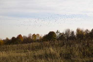 çalılıkları kuru ot, ağaç ve büyük bir kuş sürüsü yakın: