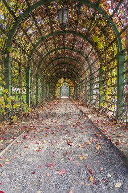 Parkta sonbahar ağaçları