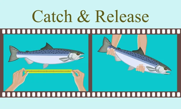 Illustrazione vettoriale.Misurazione del pesce catturato e rilasciarla . — Vettoriale Stock