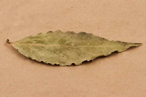 Hoja de Bahía — Foto de Stock