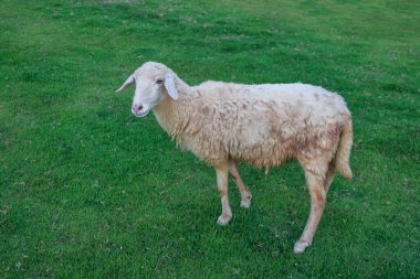 Yeşil çimlerin üzerinde duran kirli beyaz bir koyun..