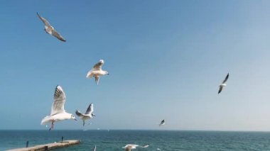 Martılar Mavi Gökyüzü Arkaplanında Uçuyor ve Yiyecekleri Yakalıyor. Denizin üzerinde uçan Aç Martılar