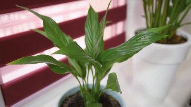 Küçük çocuk elleri, evdeki bitkileri sprey şişesiyle sulayarak spreyliyor. Bitki bakımı konsepti. Yeşil yapraklara spathiphyllum püskürten yakın çekim. Hobi ve anaokulu eğlencesi kavramı