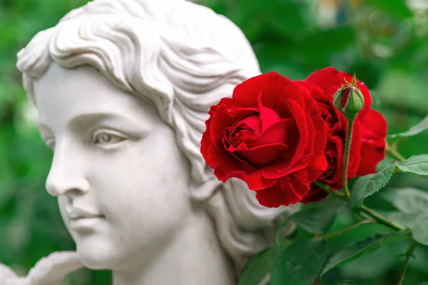 Brote Rosa Escarlata Primer Plano Sobre Fondo Escultura Mujer Borrosa — Foto de Stock