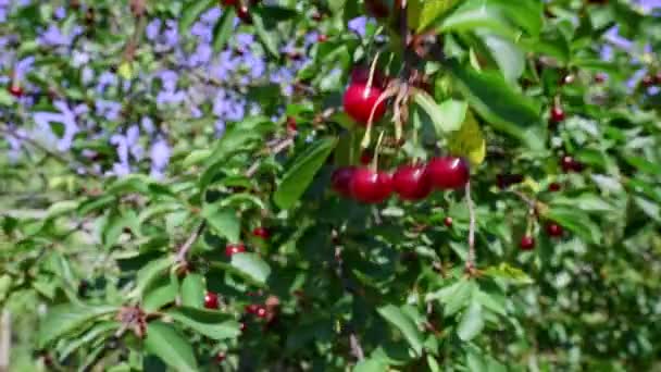 Şarkı Söyleyen Kırmızı Kiraz Dalları Rüzgarda Sallanıyor Ağaçta Sulu Kırmızı — Stok video