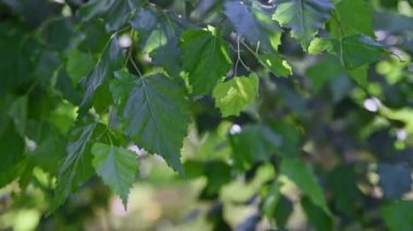 Yeşil doğa geçmişi. Rüzgarda sallanan bir ağacın zengin yeşil yaprakları. Parlak güneşli bir günde rüzgarda sallanan büyüyen bir ağacın yeşil yaprakları. Güzel yuvarlak bokeh. Soyut ağır çekim.
