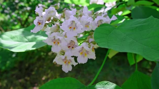 Catalpa Blommar Svajande Vinden Catalpa Xer Och Blommar Med Vita — Stockvideo