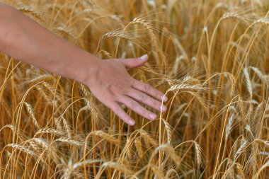 Kadın tarlada yürüyor ve olgunlaşmış buğdaya dokunuyor. Tarladaki ekinlere dokunarak. Gün batımında buğday tarlasında kadın çiftçi
