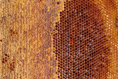 Ballı bal peteği. Balmumu bal peteğinin arka plan dokusu ve deseni. Apiculture. Arıcılık konsepti