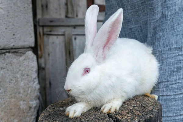 Чистый Кролик Альбинос Большой Белый Кролик Красным Глазом — стоковое фото