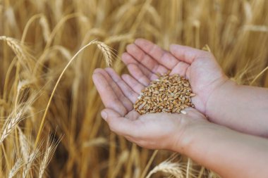 Çocuğun elinde altın renkli buğday tanelerini tarlanın arka planında tutarken yakın plan çekimi. Hasat, tarım, tarım veya refah kavramı.