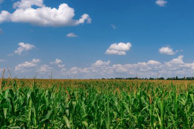 Mısır tarlası hasat edilmeye hazır. Temmuz 'da Ukrayna' da mısır tarlasına yakın bir yeşil mısır tarlası. Beyaz bulut mavi gökyüzü arkaplanı