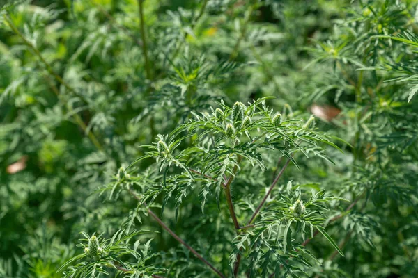 Ambrosía Una Fuente Alergias Ragweed Floreciente Naturaleza Cerca Enfoque Selectivo — Foto de Stock