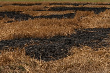 Yanmış bir alanı olan kuru bir tarla. Tarım alanında yangın. Seçici odak.
