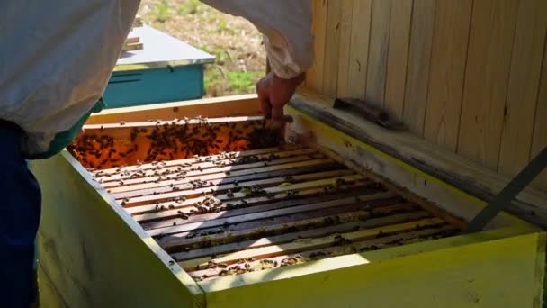 Een Imker Die Met Bijen Werkt Bijenhouder Een Lijst Krijgen — Stockvideo