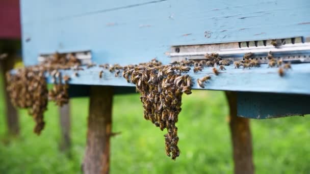 Бджоли Входять Виходять Вулика Сім Бджіл Біля Входу Вулика Повільний — стокове відео