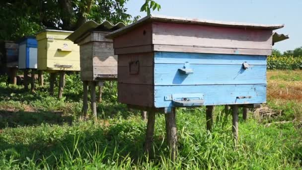 Rauw Van Houten Bijenkorven Van Honingbijen Veel Bijen Vliegen Naar — Stockvideo