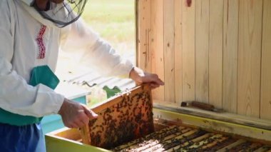 Arı yetiştiricisi arıları bal peteği ile çerçeveden sallıyor. Arılar öfkeyle kendilerini kapatırlar. Koruyucu giysili bir Apiarist bir ev arısı üzerinde çalışıyor. Yavaş çekim görüntüleri.