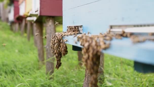 Flying Bees Gathering Honey Heading Hive Honey Bees Flying Wooden — Stock Video