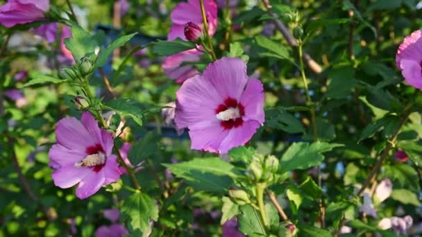 Roze Hollyhock Bloem Groene Wazige Achtergrond Bloeiende Muskuskaasjeskruid Zomertuin Voorzichtig — Stockvideo