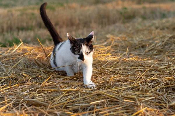 Кот Охотится Мышей Пшеничном Поле После Сбора Урожая Летний Вечер — стоковое фото