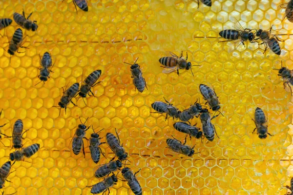 Close View Working Bees Honey Cells Hardworking Bees Honeycomb Apiary — Stock Photo, Image