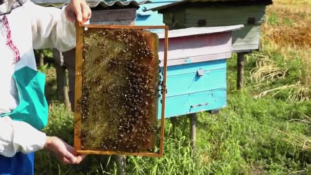 Imker Hält Einen Rahmen Mit Bienenwaben Und Frischem Honig Auf — Stockvideo