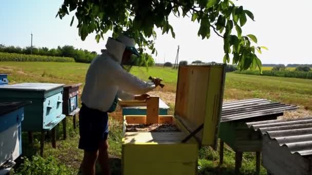 Apiarist Werkt Met Bijenkorf Bijenhouder Traditionele Apparatuur Voor Bijenhouders Concept — Stockvideo