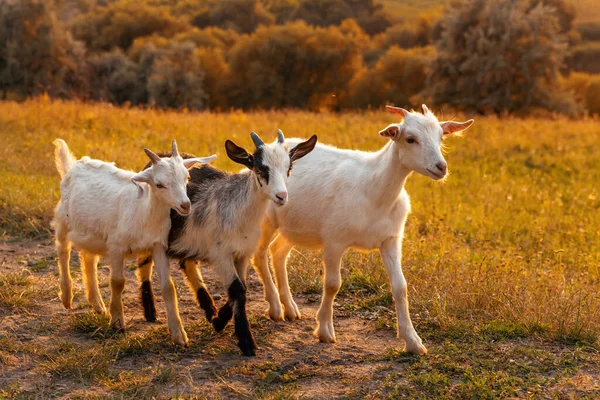 Drie Grappige Geitjes Een Weiland Bij Zonsondergang Prachtig Herfstlandschap Achtergrond — Stockfoto