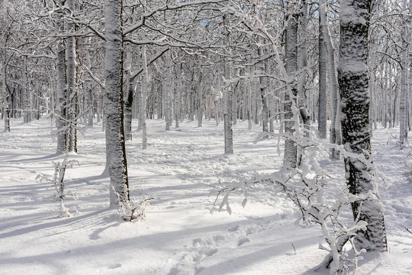 Kış döneminde ormanda bir gün. Parkta karlı huş ağaçları olan kış manzarası. Karla kaplı ağaçlar