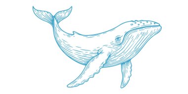 Balina Vektörü Okyanus Hayvanı İllüstrasyon Tişörtü ve Etiket Tasarımı