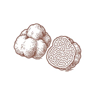 Beyaz Truffles Mantarları Yarı Vektör Gıda Çizimi Web elemanları ve Paketleme Tasarımı