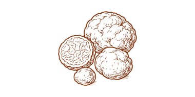 Beyaz Yer Mantarı Mantar Vektörü Gurme Yemek İllüstrasyon Tişörtü ve Etiket Tasarımı