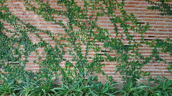 Green Vine Ivy Liana Climber Creeper Plant Growth Brick Wall — Stock Photo, Image