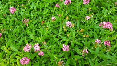 Yeşil yapraklı bahçede açan güzel pembe çiçek. Doğal güzellik, Flora ya da çiçek parkı ve botanik konsepti. Doğa duvar kâğıdı