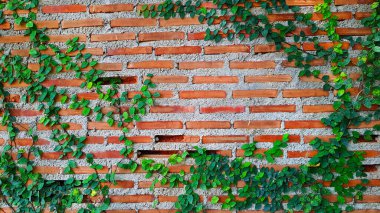 Yeşil sarmaşık, sarmaşık, sarmaşık, dağcı ya da sürüngen bitkisi, kopya alanı olan tuğla duvarda büyüyor. Doğada güzellik ve doğal tasarım. Duvar kâğıdında ve bina yapısında yapraklar.